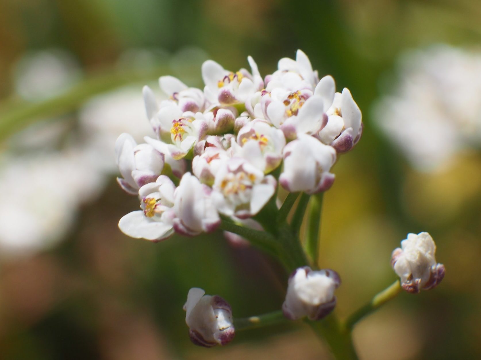 Close-up of multi-budded flower