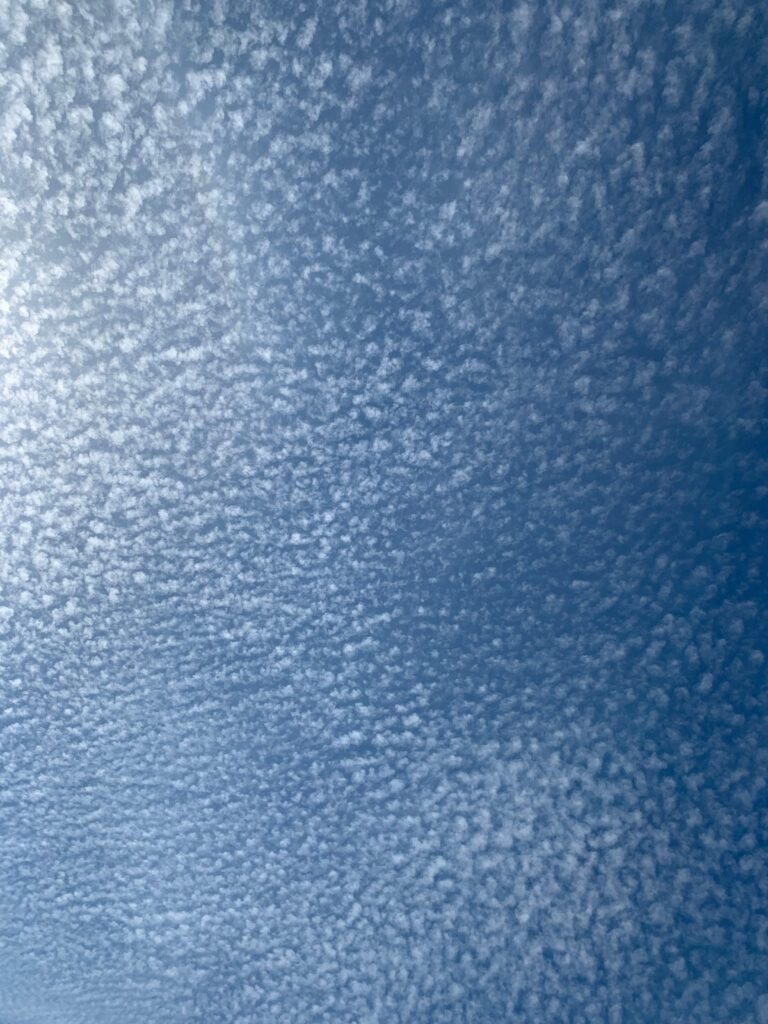 Blue sky with an overlay of altocumulus or cirrocumulus clouds whitening the sky a bit in the upper left from picking up the sunlight from the sun out of frame on the left.