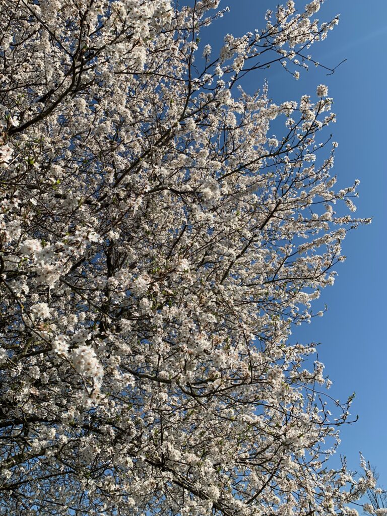 Looking up into the branches of a flowering plum tree in April 2023. The branches and flowers are dense on the left, but the blue sky dominates a strip on the right from top to bottom.