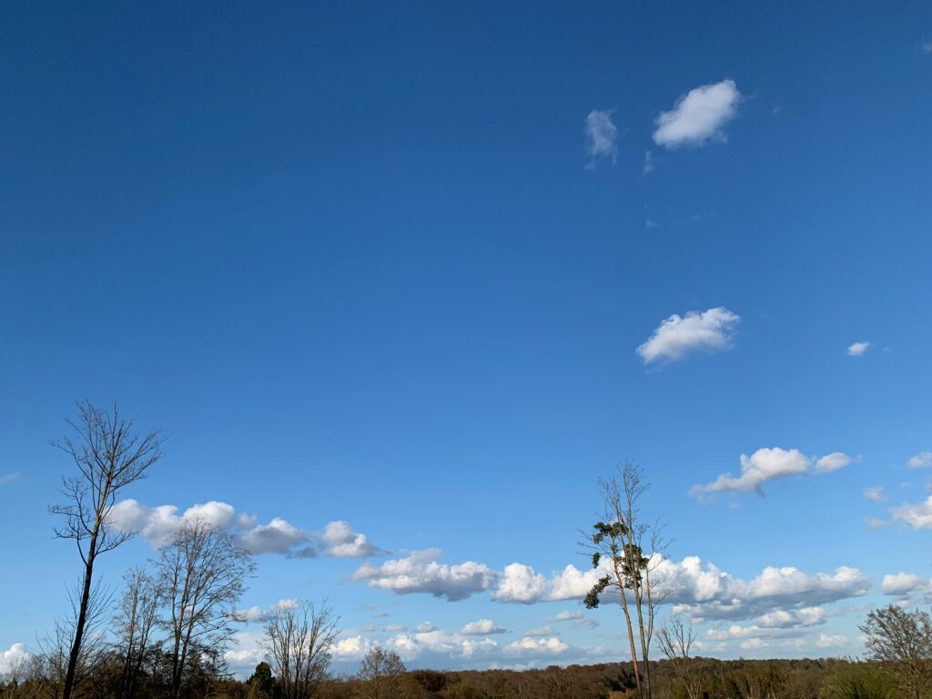 Mostly blue sky. At the very bottom are the tops of the trees in the forest, with a few trees closest to the photographer sticking higher up. An uneven line of cumulus clouds lies a bit above the crowns of the trees. On the right, three cumulus cloud form a column leading skyward like smoke signals.